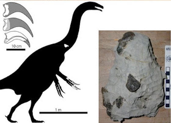 اكتشاف نوع جديد من الديناصورات في اليابان.. وهكذا بدا! فيديو صورة رقم 3 اكتشاف نوع جديد من الديناصورات في اليابان.. وهكذا بدا! فيديو صورة رقم 3