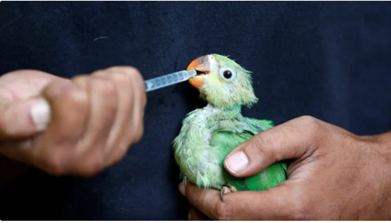الطيور تتساقط من السماء في الهند.. وهذا السبب صورة رقم 1 الطيور تتساقط من السماء في الهند.. وهذا السبب صورة رقم 1