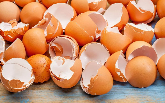 لا ترمها بالقمامة.. بقايا هذه الأطعمة أفضل ما قد يغذي نباتاتك المنزلية صورة رقم 3 لا ترمها بالقمامة.. بقايا هذه الأطعمة أفضل ما قد يغذي نباتاتك المنزلية صورة رقم 3