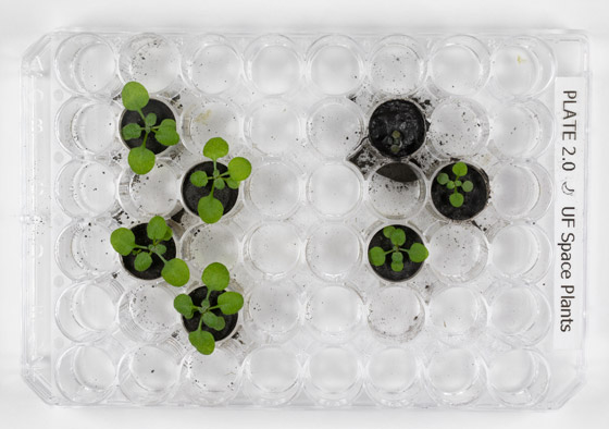 للمرة الأولى بتاريخ البشرية: علماء يزرعون النباتات في تربة القمر! فيديو صورة رقم 2 للمرة الأولى بتاريخ البشرية: علماء يزرعون النباتات في تربة القمر! فيديو صورة رقم 2