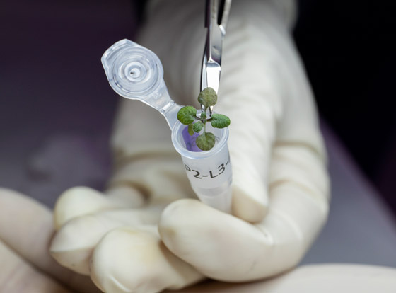 للمرة الأولى بتاريخ البشرية: علماء يزرعون النباتات في تربة القمر! فيديو صورة رقم 6 للمرة الأولى بتاريخ البشرية: علماء يزرعون النباتات في تربة القمر! فيديو صورة رقم 6