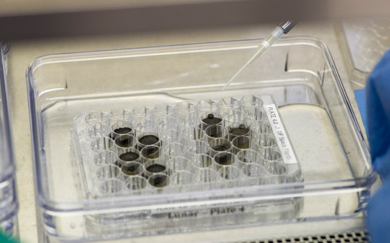 للمرة الأولى بتاريخ البشرية: علماء يزرعون النباتات في تربة القمر! فيديو صورة رقم 7 للمرة الأولى بتاريخ البشرية: علماء يزرعون النباتات في تربة القمر! فيديو صورة رقم 7