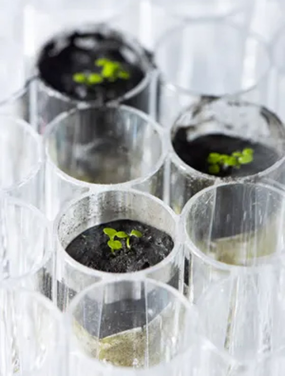 للمرة الأولى بتاريخ البشرية: علماء يزرعون النباتات في تربة القمر! فيديو صورة رقم 9 للمرة الأولى بتاريخ البشرية: علماء يزرعون النباتات في تربة القمر! فيديو صورة رقم 9