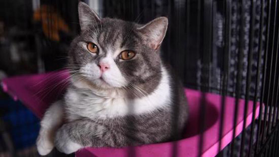 لهذا السبب.. ألمانيا تفرض حظر التجوال على القطط حتى نهاية أغسطس المقبل صورة رقم 2