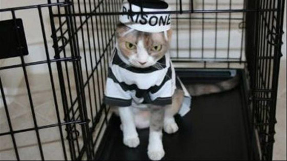 لهذا السبب.. ألمانيا تفرض حظر التجوال على القطط حتى نهاية أغسطس المقبل صورة رقم 3