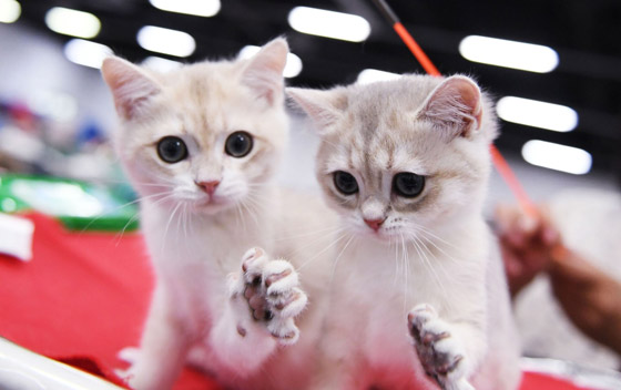 لهذا السبب.. ألمانيا تفرض حظر التجوال على القطط حتى نهاية أغسطس المقبل صورة رقم 4