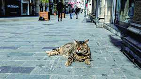 لهذا السبب.. ألمانيا تفرض حظر التجوال على القطط حتى نهاية أغسطس المقبل صورة رقم 7