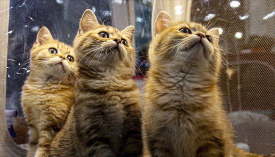 لهذا السبب.. ألمانيا تفرض حظر التجوال على القطط حتى نهاية أغسطس المقبل صورة رقم 5