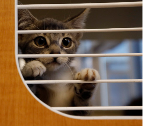 لهذا السبب.. ألمانيا تفرض حظر التجوال على القطط حتى نهاية أغسطس المقبل صورة رقم 6