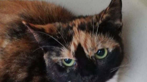 لهذا السبب.. ألمانيا تفرض حظر التجوال على القطط حتى نهاية أغسطس المقبل صورة رقم 9