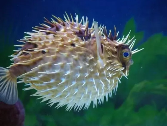 لن تصدقوا.. تعرفوا إلى أكثر 10 حيوانات سامة في العالم! صور صورة رقم 1