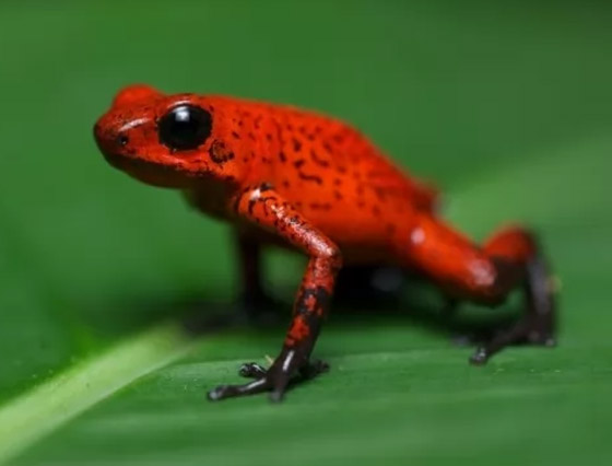 لن تصدقوا.. تعرفوا إلى أكثر 10 حيوانات سامة في العالم! صور صورة رقم 2