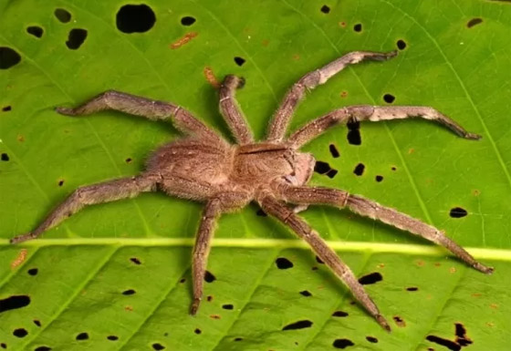 لن تصدقوا.. تعرفوا إلى أكثر 10 حيوانات سامة في العالم! صور صورة رقم 3