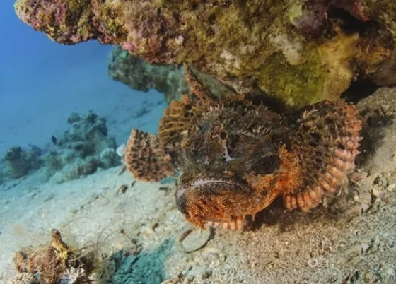 لن تصدقوا.. تعرفوا إلى أكثر 10 حيوانات سامة في العالم! صور صورة رقم 6