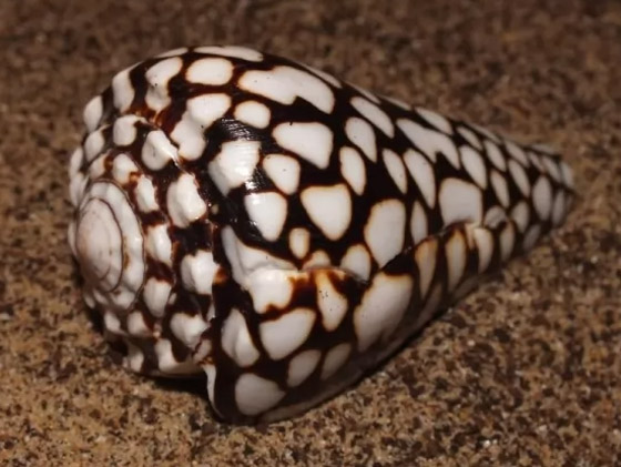 لن تصدقوا.. تعرفوا إلى أكثر 10 حيوانات سامة في العالم! صور صورة رقم 7