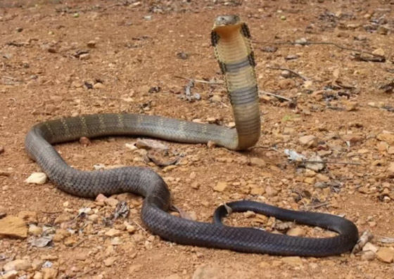 لن تصدقوا.. تعرفوا إلى أكثر 10 حيوانات سامة في العالم! صور صورة رقم 9