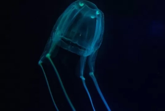 لن تصدقوا.. تعرفوا إلى أكثر 10 حيوانات سامة في العالم! صور صورة رقم 10