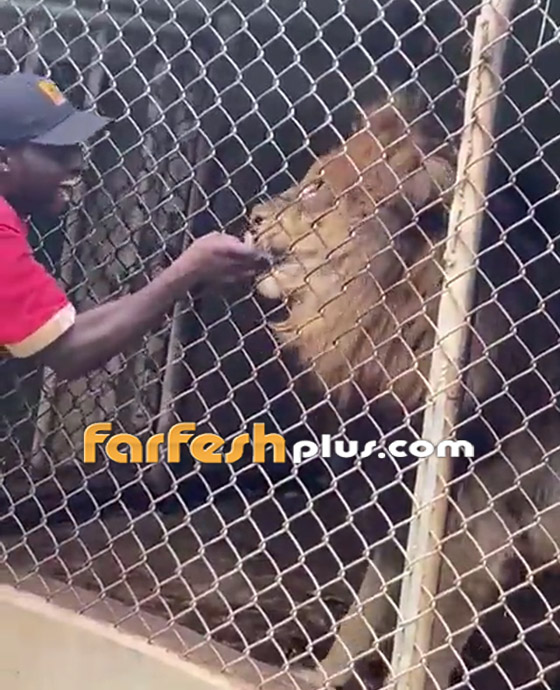 لحظات رعب حقيقية.. فيديو لأسد يهاجم حارسا ويلتهم إصبعه! صورة رقم 1 لحظات رعب حقيقية.. فيديو لأسد يهاجم حارسا ويلتهم إصبعه! صورة رقم 1