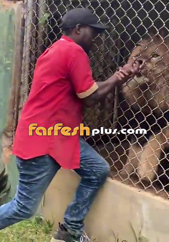 لحظات رعب حقيقية.. فيديو لأسد يهاجم حارسا ويلتهم إصبعه! صورة رقم 2 لحظات رعب حقيقية.. فيديو لأسد يهاجم حارسا ويلتهم إصبعه! صورة رقم 2