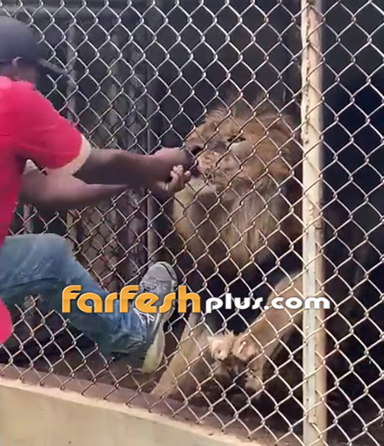 لحظات رعب حقيقية.. فيديو لأسد يهاجم حارسا ويلتهم إصبعه! صورة رقم 3 لحظات رعب حقيقية.. فيديو لأسد يهاجم حارسا ويلتهم إصبعه! صورة رقم 3