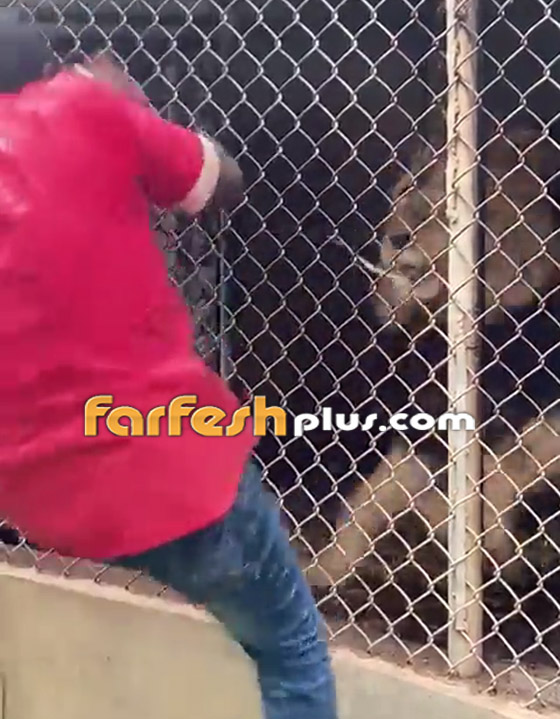 لحظات رعب حقيقية.. فيديو لأسد يهاجم حارسا ويلتهم إصبعه! صورة رقم 4 لحظات رعب حقيقية.. فيديو لأسد يهاجم حارسا ويلتهم إصبعه! صورة رقم 4