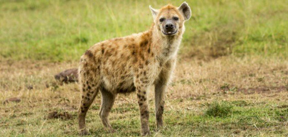 اليكم أكثر 10 أصوات مخيفة يمكن سماعها في الطبيعة صورة رقم 10