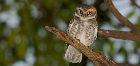 اليكم أكثر 10 أصوات مخيفة يمكن سماعها في الطبيعة صورة رقم 7