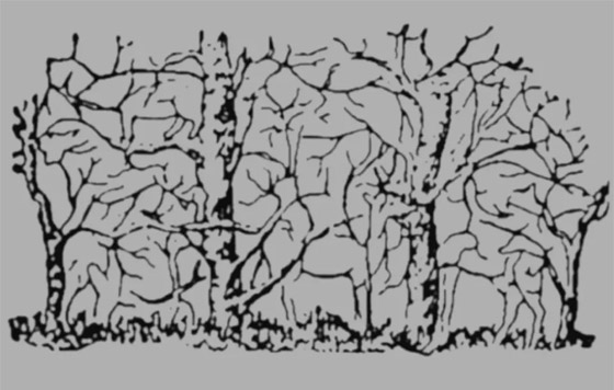 هل أنت قوي الملاحظة؟.. كم عدد الحيوانات بهذه الصورة؟ صورة رقم 1