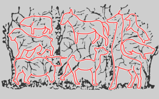 هل أنت قوي الملاحظة؟.. كم عدد الحيوانات بهذه الصورة؟ صورة رقم 2