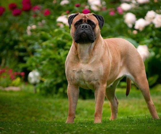 أخطر وأقوى 10 كلاب في العالم 2022 صورة رقم 2