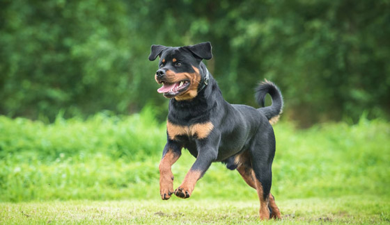 أخطر وأقوى 10 كلاب في العالم 2022 صورة رقم 3