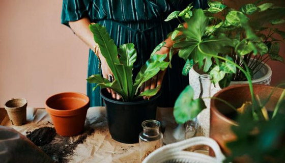 بحيلة تيك توك.. كيف تروي نباتاتك عند غيابك عن المنزل؟ صورة رقم 1