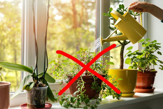 بحيلة تيك توك.. كيف تروي نباتاتك عند غيابك عن المنزل؟ صورة رقم 3