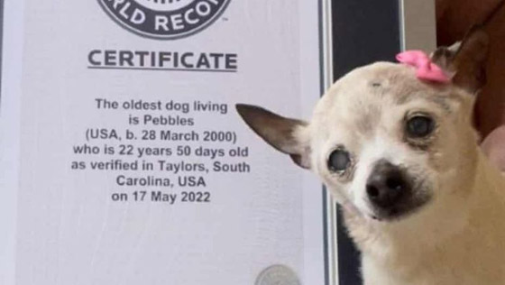 أكبر كلبة في العالم تزيح 