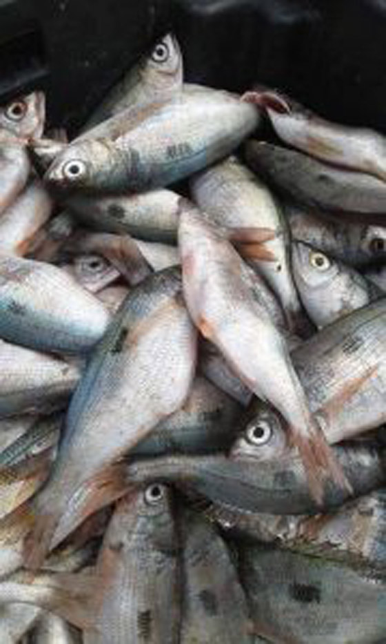 سمك الشاوري في بنزرت التونسية.. مهرجان سنوي يحيي عادات الأجداد صورة رقم 2