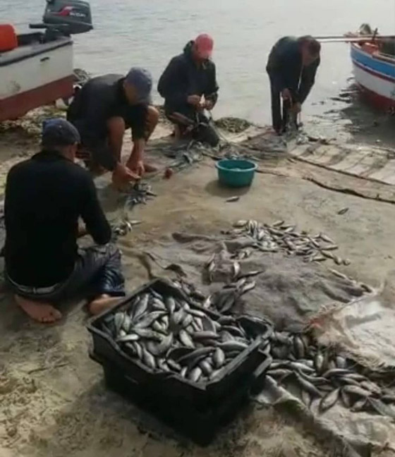 سمك الشاوري في بنزرت التونسية.. مهرجان سنوي يحيي عادات الأجداد صورة رقم 3