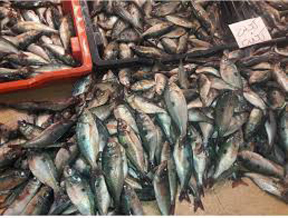 سمك الشاوري في بنزرت التونسية.. مهرجان سنوي يحيي عادات الأجداد صورة رقم 8