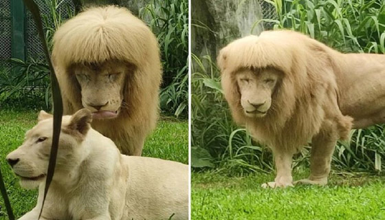 تسريحة شعر أسد تثير الإعجاب.. ومسؤولون يوضحون: 