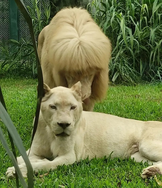 تسريحة شعر أسد تثير الإعجاب.. ومسؤولون يوضحون: 