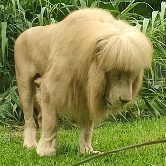 تسريحة شعر أسد تثير الإعجاب.. ومسؤولون يوضحون: 