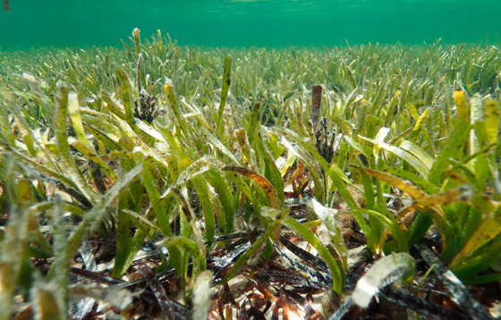 اكتشاف أكبر نبات بالعالم في أستراليا.. يعيش منذ 4500 سنة مستنسخا نفسه صورة رقم 2