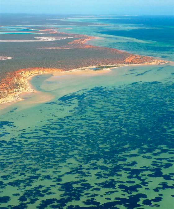 اكتشاف أكبر نبات بالعالم في أستراليا.. يعيش منذ 4500 سنة مستنسخا نفسه صورة رقم 3