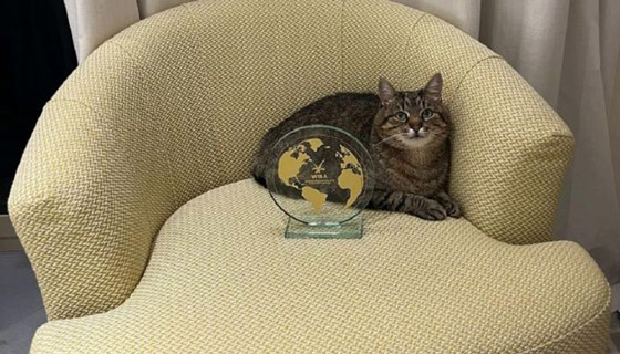 نجم مهرجان كان.. قصة قط أوكراني حصد جائزة 