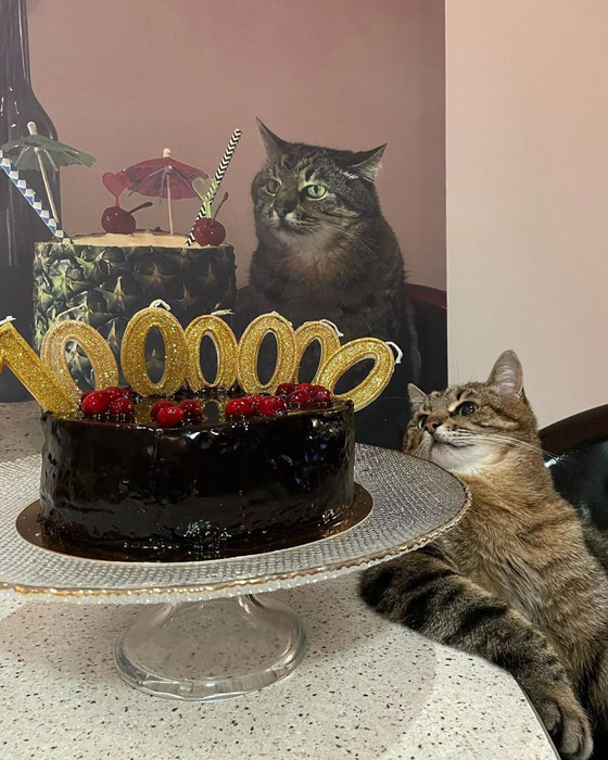 نجم مهرجان كان.. قصة قط أوكراني حصد جائزة 