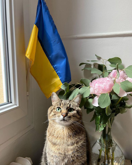 نجم مهرجان كان.. قصة قط أوكراني حصد جائزة 