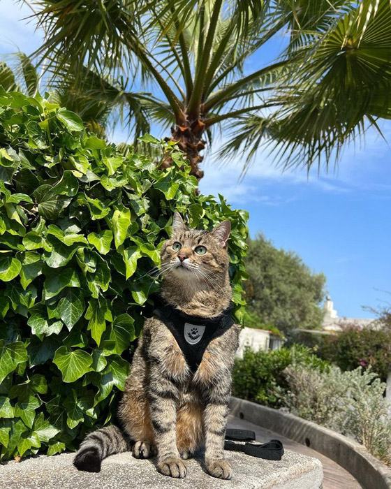 نجم مهرجان كان.. قصة قط أوكراني حصد جائزة 