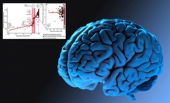 أدمغة البشر كانت أكبر حجما قبل 3 آلاف عام.. فهل كنا أكثر ذكاء؟ صورة رقم 6