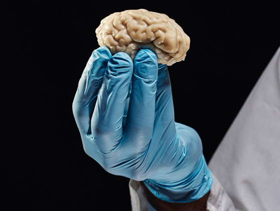 أدمغة البشر كانت أكبر حجما قبل 3 آلاف عام.. فهل كنا أكثر ذكاء؟ صورة رقم 8