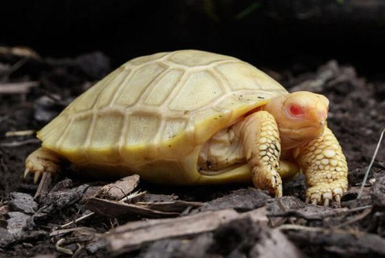 لأول مرة.. ولادة سلحفاة عملاقة نادرة مصابة بالمهق.. صور صورة رقم 1