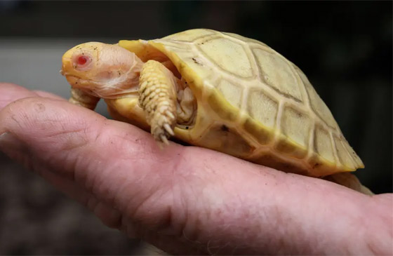 لأول مرة.. ولادة سلحفاة عملاقة نادرة مصابة بالمهق.. صور صورة رقم 3